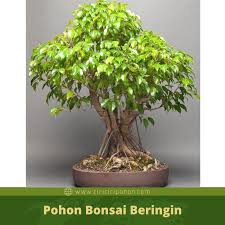 Bonsai memang merupakan tanaman yang memiliki bentuk unik dan bisa memperindah taman. Cara Buat Bonsai Anting Putri Cahunit Com