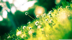 Dandelion Backgrounds Wallpaper 1920x1080 Find the best free stock images about hd background.