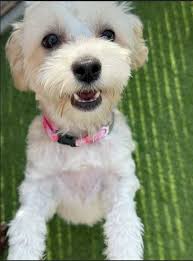 Maltese puppy available for rescue in Wisconsin