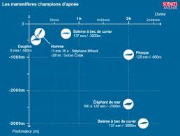 Ce doit être un record du monde. Des Manchots Empereurs Ont Battu Le Record D Apnee De L Espece Sciences Et Avenir