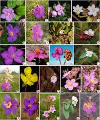 Image result for Melastomastrum segregatum