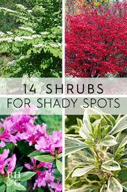 14 Beautiful Shrubs That Will Thrive In Shady Yards Flower Garden Plans Shade Shrubs Shrubs