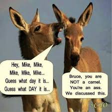 Hump Day Joke Hump Day Humor Wednesday Humor Funny Pictures