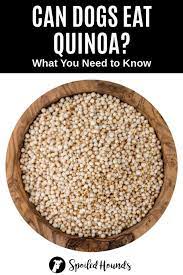 Can Dogs Eat Quinoa What To Know About Dogs And Quinoa Can Dogs Eat Dog Treat Recipes Homemade Dog Food