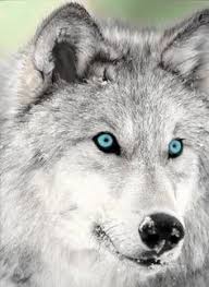 We did not find results for: 33 Best White Wolves With Bright Blue Eyes Ideas White Wolf Beautiful Wolves Wolf With Blue Eyes