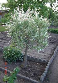 Mit dem richtigen schnitt zur richtigen zeit bleibt die harlekinweide nicht nur schön in form sondern auch lange gesund. An Die Landschaftsgartner Harlekinweide Beschneiden Pflegen Schneiden Veredeln Green24 Pflanzen Garten Forum