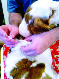 It consists of raw food, rich in fiber and carbohydrate. Diabetes In Dogs Whole Dog Journal