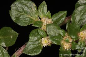 Image result for Guilleminea densa