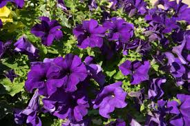 Planning to start a flower garden! Popular Purple Petunia Cultivars Growing Petunias That Are Purple