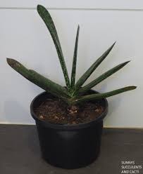 Image result for Habenaria galactantha