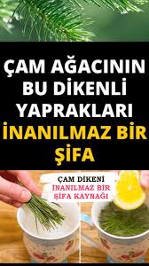 Cam Ignesinin Faydalarina Inanamayacaksiniz Food Health Herbs