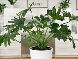 Water it regularly to keep its soil moist but not soggy. Philodendron Hope Selloum Care Difficulty Moderate Amiesue Com