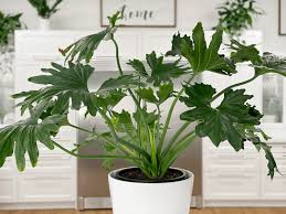 Propagating a little hope is best down with cuttings and during spring or summer. Philodendron Hope Selloum Care Difficulty Moderate Amiesue Com