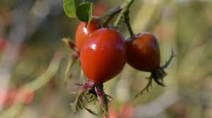 Image result for Cissus rubiginosa