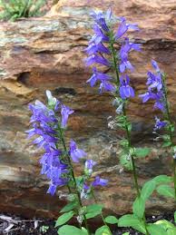 Image result for Lobelia dissecta