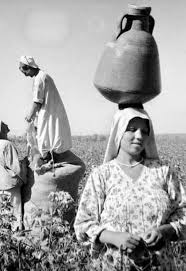 موسم جني القطن في مصر حوالي عام ١٩٤٠ Egypt History Old Egypt Egypt