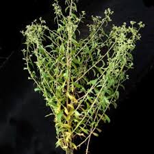 Image result for Ethulia vernonioides
