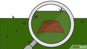 Whatever option you choose, always follow the instructions provided by the manufacturer to increase. 3 Ways To Get Rid Of Moles In Your Garden Wikihow