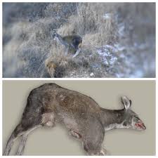 Sikkim is the first indian state known to have implemented organic farming and is called the first organic state. Poop Photos And Genes Evidence Extends Kashmir Musk Deer S Presence To Nepal