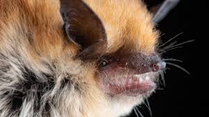 Check out our pet bat selection for the very best in unique or custom, handmade australia canada france germany greece ireland italy japan new zealand poland portugal russia there are 2141 pet bat for sale on etsy, and they cost $27.39 on average. Backyard Bats Nhm