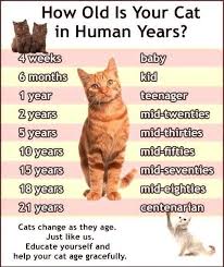 Outdoor cats will usually live for around ten years. How Old Is Your Cat In Human Years Cat Ages Cat Years Cats