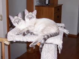 Lynx Point Siamese Tabby Mix Siamese Cats Blue Point Siamese Cats Abyssinian Cats