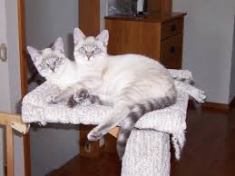 Because of differing tastes among cat fanciers, the siamese cat has been bred to emphasize certain more popular cosmetic traits, relegating the original characteristics as. Lynx Point Siamese Tabby Mix Siamese Cats Blue Point Siamese Cats Abyssinian Cats