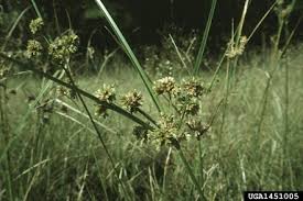 Image result for Cyperus tenax
