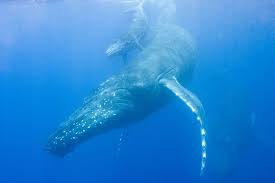 Even with complete protection since 1964, the humpback. Neue Jagdtechnik Von Buckelwalen Entdeckt Whale And Dolphin Conservation Deutschland