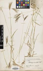 Image result for Dichanthium annulatum
