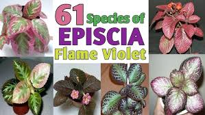 Image result for Episcia