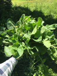 Image result for Brassica