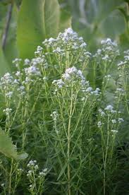 Pycnanthemum Virginianum Mountain Mint Plants White Flowering Plants Native Plant Gardening