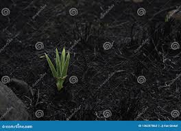 Image result for Hypoxis rigidula