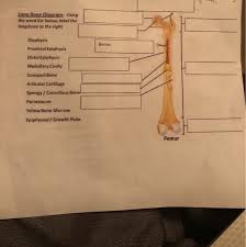 Simple start to write diagrams. Solved Long Bone Diagram Using The Word List Below Labe Chegg Com