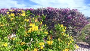 Flower undoubtedly brings a smile on the everyone's face. Ask A Scientist How Do Plants Grow