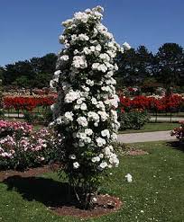 We did not find results for: Climbing Roses We List Our Top Ten Nurseries Online
