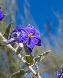 Image result for Solanum schumannianum