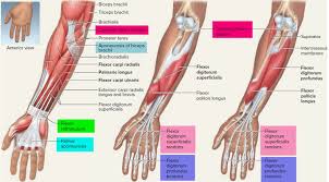 There are four muscles in the anterior compartment of the leg. Tendon Function Arm Hand Tendons Leg And Achilles Tendons