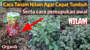 Tanaman berasal dari wilayah tropis asia yang menyeba ke indonesia cina, india, dan beberapa negara di asia tenggara lainnya. Peluang Tanam Nilam Sekali Panen Hasil Puluhan Juta Youtube