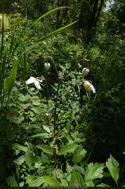 Image result for Clematis villosa