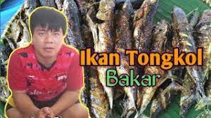 Ketahui kandungan gizi dan manfaat dari ikan tongkol ini. Resep Ikan Tongkol Bakar Pedas Manis Enak Dan Mudah Youtube