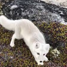 White Arctic Fox In Greenland 3 Cutefox With Images Cute Baby Animals Cute Funny Animals Animals Beautiful