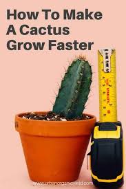 The absolute best and easiest cactus to grow from cuttings are the stalks of long, thick, and healthy cactus. How To Make A Cactus Grow Faster Fast Growing Flowers Cactus How To Grow Cactus