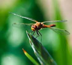 Strekoza Ozyorsk Chelyabinskaya Oblast Rossiya Dragonfly Ozersk Russia Body Nikon D90 Lens Nikkor 105mm F 2 8 Tri Resim