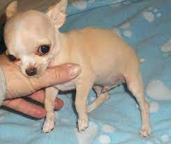 Their undercoat is variable, with some chihuahuas not having much of one at all. Adopt Chihuahua Dogs In India