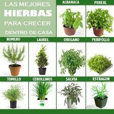 Fran Huerto Nos Muestra Las Mejores Hierbas Para Cultivar En Casa Y Las Diversas Opciones Que Tenem Growing Herbs Indoors Best Herbs To Grow Indoor Herb Garden
