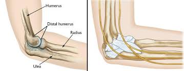 Distal Humerus Fractures Of The Elbow Orthoinfo Aaos