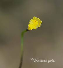 Image result for Utricularia stellaris