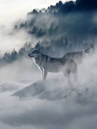 Wolf wallpaper is an application that provides images for wolf wallpaper fans. Wolf Old Mobile Cell Phone Smartphone Wallpapers Hd Desktop Backgrounds 240x320 Images And Pictures